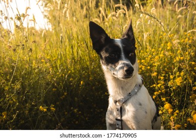 Portrait Of Suprised Basenji Dog In A Yellow Field With Negative Space