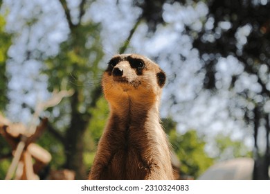 Portrait of a suricate standing upright in the zoo. Face of a suricate looking to the front. On the background, trees. Very sunny day in summer. Happy face. Meme - Shutterstock ID 2310324083