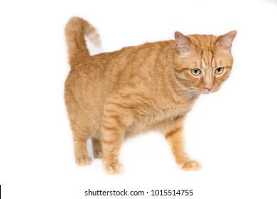 Nếu bạn là một tín đồ của mèo vàng, thì kho ảnh mèo lông vàng chắc chắn là điểm đến của bạn. Hãy nhấn vào hình ảnh này và khám phá những kho ảnh mèo vàng đáng yêu nhất trên internet!