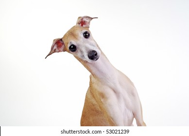 Portrait Of A Surprised Dog Italian Greyhound