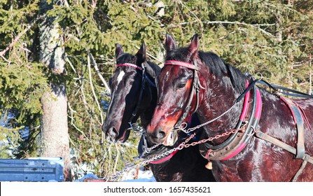  portrait of sweaty horses drawn by sleigh in the mountains, Tatra Mountains, Mosoe Oko, winter, selective focus
                               - Powered by Shutterstock