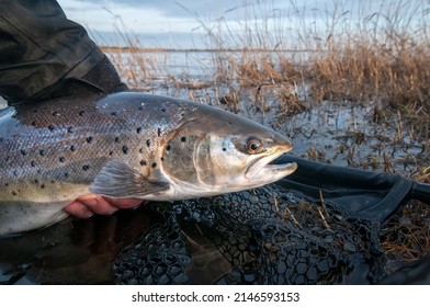 Portrait of swedish sea trout
