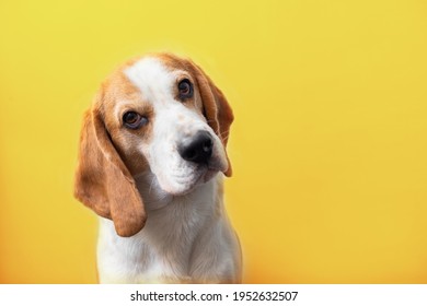 104 228件の ビーグル犬 の画像 写真素材 ベクター画像 Shutterstock