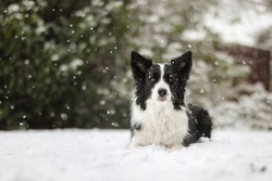 Portrait Of Sweet Border Collie Lying Down In Snow During Winter Day. Adorable Black And White Dog In Cold Weather During Snowfall.