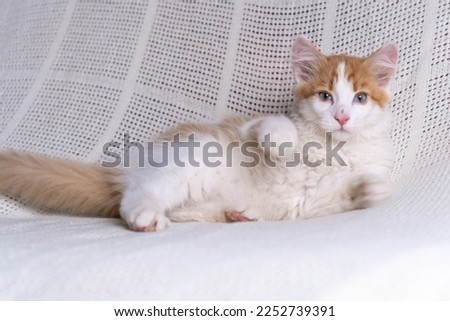 Portrait of sweet orange ginger fluffy longhair mongrel cat kitten kitty pet lying on white cotton plaid at home, raising paws, playing, looking at camera. Animal life, pet, pet adoption, pet love. Сток-фото © 