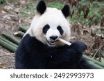 a portrait of sweet panda, Yuan Run, Chengdu Panda Base, china