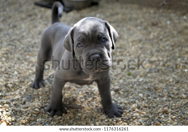 Portrait Sweet Silver Grey Italian Mastiff Stock Photo Edit