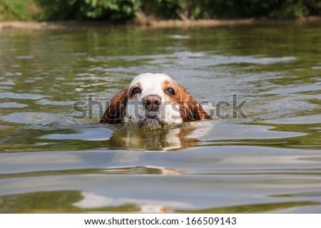 The portrait of swimming dog
