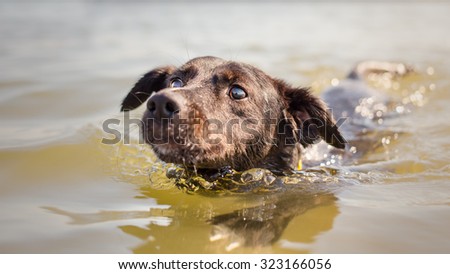 Portrait of swimming dog