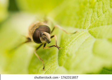 Portrait. Syrphid Fly (Eristalis) On A Green Leaf. Shallow Depth Of Field. Close-up.