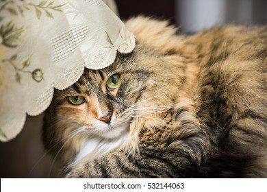 Portrait Tabby Calico Maine Coon Cat Stock Photo 532144063 | Shutterstock