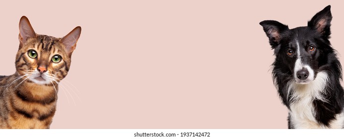 portrait of a tabby cat and a border collie sheepdog looking at the camera in front of a pastel pink background