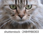 Portrait of tabby cat with green-yellow big eyes, white whiskers and pink nose. Adorable purebred cat eyes, Highland Scottish Fold cat face macro. Fluffy marble