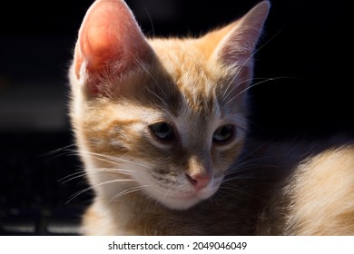 Portrait of tabby cat puppy in profile contrast between light and shadow