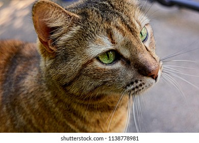 Portrait of a tabby cat who is waiting patiently for dinner