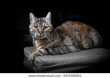  Portrait of a tabby sitting cat with beautiful catchlights in the eyes.