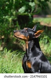 Portrait of  tan-and-black Doberman dog or German Pinscher with cropped ears