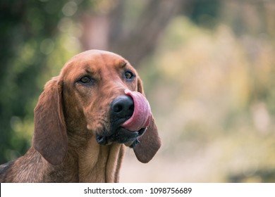 Portrait Of A Tanned Coloured Bloodhound Cross Beagle Licking His Own Nose