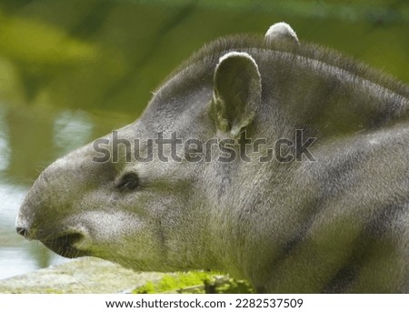 Portrait of a tapir (Tapirus bairdii) Tapiridae family. Amazonas, Brazil. Stock photo © 