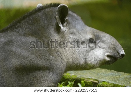 Portrait of a tapir (Tapirus bairdii) Tapiridae family. Amazonas, Brazil. Stock photo © 