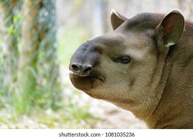 Portrait Of Tapirus Terrestris