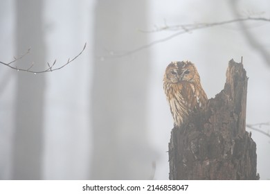 Strix の画像 写真素材 ベクター画像 Shutterstock