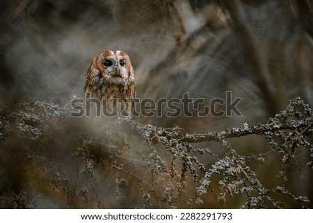 Portrait of a Tawny owl (strix aluco) sitting on a lichen-covered larch branch. Rainy spring day. Tawny owl or brown owl (Strix aluco) is a stocky, medium-sized owl commonly found in woodlands.