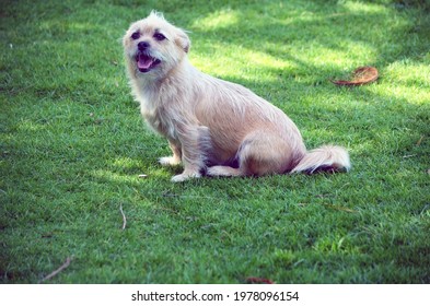 Portrait Of A Terrier Sitting On The Grass At A Park In Southeast 
Florida