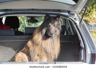 Portrait of a tervuren dog living in belgium