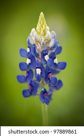 Portrait Of A Texas Blue Bonnet