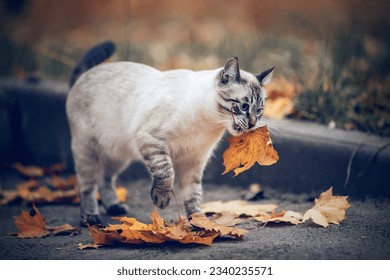 Portrait of a Thai cat in nature. The cat holds a maple leaf in his mouth. A Thai cat walks in autumn leaves. A lost cat with a striped muzzle. A cute tabby Thai kitten walks. Kitten and autumn. - Powered by Shutterstock