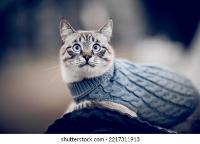 Portrait of a Thai cat in a sweater on a park bench. A Thai cat walks. A cat with a striped muzzle. A cute tabby Thai kitten walks. A pet and nature. 