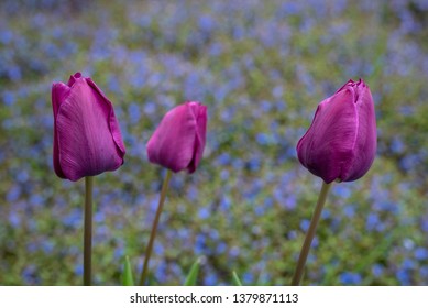 Portrait of thee purple tulips growing in a home garden against a background of blue veronica speedwell groundcover plants, springtime in the Pacific Northwest
