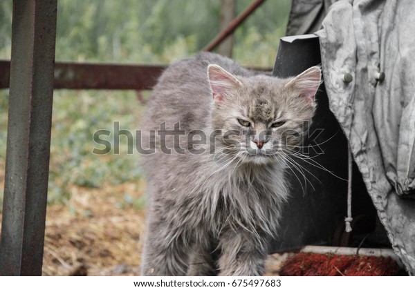 Portrait Thick Long Haired Gray Chantilly Stock Photo Edit Now