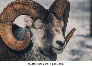 Portrait Of A Thinhorn Sheep