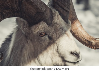 Portrait Of A Thinhorn Sheep