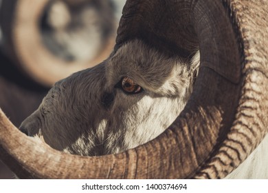 Portrait Of A Thinhorn Sheep