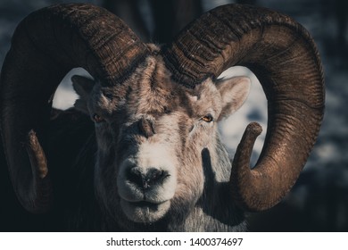 Portrait Of A Thinhorn Sheep