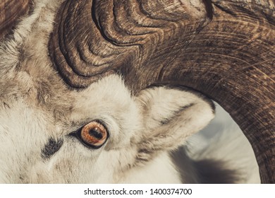 Portrait Of A Thinhorn Sheep