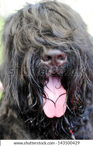 Similar – Image, Stock Photo A very thirsty black dog greedily drinks water from a hose on a hot summer day