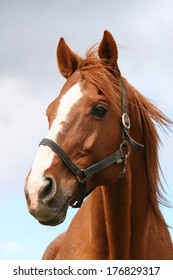 Portrait of a thoroughbred chestnut  stallion - Shutterstock ID 176829317