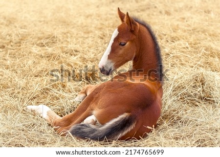 Portrait of a thoroughbred colt . Newborn horse. The beautiful foal is lying in the straw. Sunny summer day. Outdoor. A thoroughbred sports horse