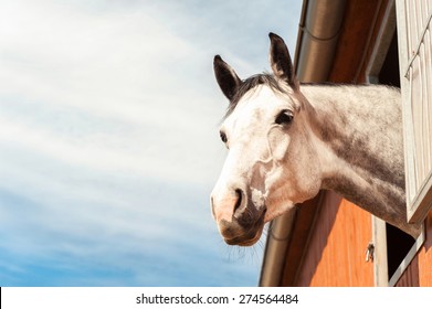 Portrait Of Thoroughbred Gray Horse In Stable Window On A Blue Sky Background. Multicolored Summertime Horizontal Outdoors Filtered Image.