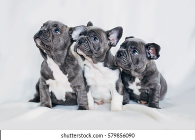French Bulldog Puppy Images Stock Photos Vectors Shutterstock