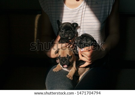 Portrait of three adorable bulldog puppies sitting on the girl's hands. Puppies highlighted a beautiful sun beam of light. Pedigree dogs of the French bulldog.