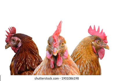 Portrait Of Three Brown And Orange Chickens Isolated On White Background With Clipping Path. Egg Chicken.