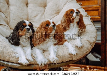 Portrait of three charming cavaliers of King Charles spaniels of tricolor and Blenheim colors of adults, sitting in large cozy round armchair in living room. Pets.Thoroughbred dogs. Feeding dogs. [[stock_photo]] © 