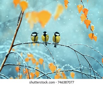 portrait of three cute birds Tits in the Park sitting on a branch among bright autumn foliage during a snowfall