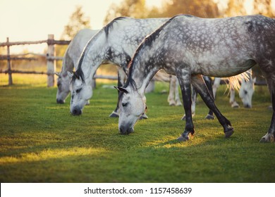 portrait of three gray horses grazing in the summer at sunset - Powered by Shutterstock