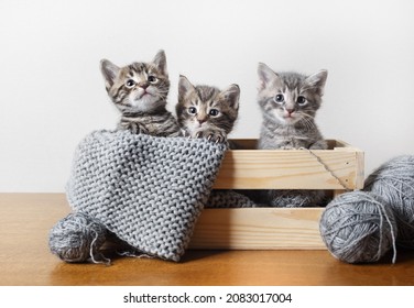 Portrait of three little kittens in wooden box, balls of woolen thread and yarn.